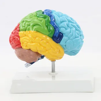 Анатомия на функционална зона дясното полукълбо на човек 1:1 Модел на човешкия мозък