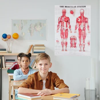 Анатомия На Човека Мускулна Система Плакат Учебна Таблица Анатомическая Стенни Кърпа За Тяло Офис